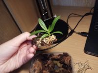 Лот: 11838486. Фото: 2. Орхидея Haraella retrocalla. Комнатные растения и уход