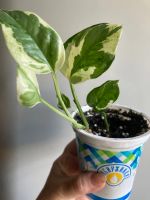 Лот: 9625633. Фото: 5. Сциндапсус Джой