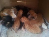Лот: 9741284. Фото: 4. Котята рыжие и трехцветные. Красноярск