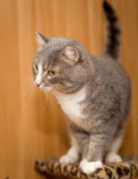 Лот: 6138772. Фото: 7. Сёмушка, Семён верит, любит и...