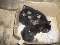 Лот: 3068042. Фото: 2. котята. Животные и уход