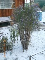 Лот: 3443252. Фото: 3. Дача СНТ "Строитель" торг!!!. Недвижимость