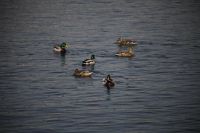 Лот: 5347126. Фото: 5. Canon EF 90-300mm f/4.5-5.6 USM