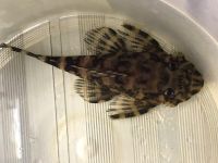 Лот: 16162316. Фото: 5. Зонанциструс Брахиурус Zonancistrus...