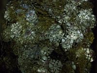 Лот: 11597332. Фото: 2. 50 кокард. новые!. Военная атрибутика