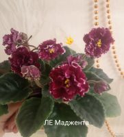 Лот: 17256627. Фото: 4. Фиалка набор из 50 свежесрезанных... Красноярск