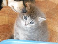 Лот: 3106773. Фото: 5. Изумительный котёнок