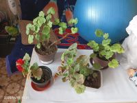 Лот: 24930396. Фото: 6. Герань цветет красным ярким растение