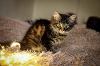 Лот: 14289459. Фото: 4. Котята (мальчики). Красноярск