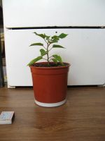 Лот: 21076872. Фото: 2. Пуансетия молодая. новые фото. Комнатные растения и уход