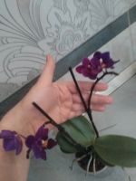 Лот: 9341325. Фото: 5. Орхидея мини-фаленопсис