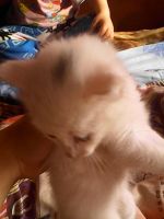 Лот: 5301275. Фото: 2. милые котятки. Животные и уход