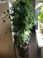 Лот: 12077483. Фото: 2. Каучуковый Фикус. Комнатные растения и уход