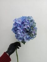 Лот: 25707775. Фото: 3. Гортензия в наличии. Сувениры, подарки