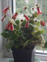 Лот: 9949069. Фото: 2. Колерия («колумбийские колокольчики... Комнатные растения и уход