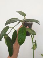 Лот: 9824099. Фото: 2. Хойя Глобулоза (H. globulosa). Комнатные растения и уход