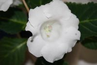 Лот: 4331598. Фото: 2. Глоксиния в горшке (цветущая!). Комнатные растения и уход