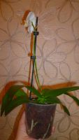 Лот: 5710167. Фото: 5. Орхидея фаленопсис F60(отцветает...