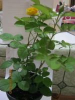 Лот: 11758562. Фото: 4. роза комнатная желтая. Красноярск