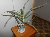 Лот: 8519467. Фото: 2. АЛОЭ. Комнатные растения и уход