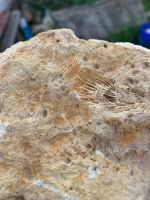 Лот: 20714365. Фото: 2. Окаменелость. Коллекционирование, моделизм