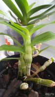 Лот: 8436645. Фото: 2. Орхидея Дендробиум молоденький. Комнатные растения и уход