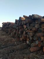 Лот: 14797044. Фото: 2. Лиственница кругляк. Строительные материалы