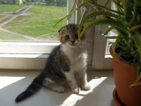 Лот: 7689983. Фото: 5. Шотландские вислоухие котята