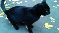 Лот: 2174483. Фото: 2. Кошечка. Животные и уход