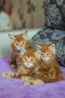 Лот: 11473816. Фото: 3. Котята мейн-кун. Растения и животные