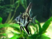 Лот: 19114389. Фото: 2. 🐟Скалярия Параиба(Paraiba). Аквариумистика