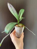 Лот: 18881741. Фото: 5. Орхидея фаленопсис Stuartiana...