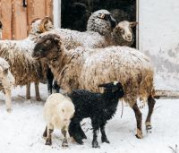 Лот: 13401115. Фото: 3. Молодые овечки - Ярочки от 2,5... Растения и животные