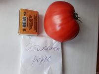 Лот: 11570506. Фото: 2. Рассада помидор (томат) Абаканский... Семена, рассада, садовые растения