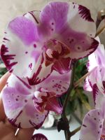 Лот: 12121233. Фото: 2. Орхидея фаленопсис (цветёт). Комнатные растения и уход