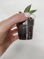 Лот: 19018205. Фото: 2. Сансевиерия Инти (Sansevieria... Комнатные растения и уход