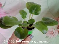 Лот: 12445355. Фото: 2. Фиалка ЕК-Лесная ежевика - стартер... Комнатные растения и уход