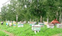 Лот: 8067636. Фото: 3. Мёд натуральный, свежий, урожай... Красноярск