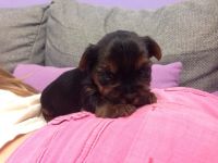 Лот: 5297943. Фото: 3. Щенок йоркширского терьера. Растения и животные