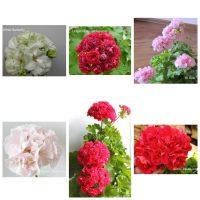 Лот: 25711118. Фото: 3. Черенки сортовых пеларгоний для... Растения и животные