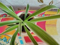 Лот: 14817254. Фото: 2. Хлорофитум Лаксум. Комнатные растения и уход