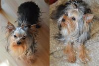 Лот: 2287796. Фото: 2. Щенок Йорка, мальчик, Умный и... Животные и уход