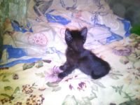 Лот: 7021060. Фото: 2. черная кошечка. Животные и уход