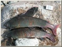 Лот: 5650955. Фото: 4. хариус