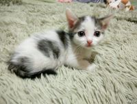 Лот: 10775182. Фото: 3. Котята. Растения и животные