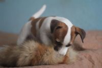 Лот: 1605531. Фото: 5. Симпатичный ,супер умный мальчик...