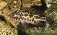 Лот: 16202673. Фото: 3. Хаплохромис полистигма (Haplochromis... Растения и животные