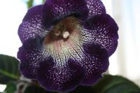 Лот: 5304319. Фото: 3. Глоксиния тигрина синяя 2 Очень... Растения и животные