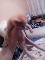 Лот: 4847160. Фото: 2. котятки. Животные и уход
