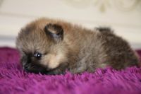 Лот: 10215533. Фото: 4. Шпиц медвежонок мальчик. Красноярск